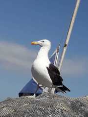 Larus dominicanus