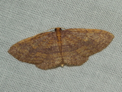 Poecilasthena anthodes