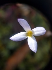 Houstonia caerulea