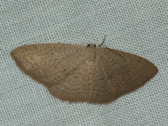 Poecilasthena anthodes