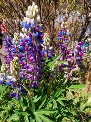 Lupinus altimontanus