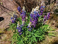 Lupinus altimontanus