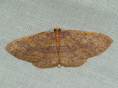 Poecilasthena anthodes