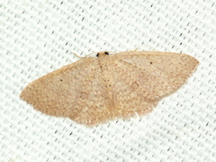 Poecilasthena anthodes