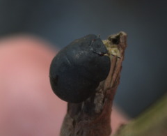 Calacta lugubris