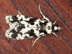 Eudonia aphrodes