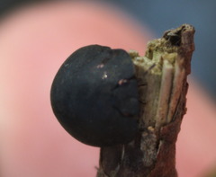 Calacta lugubris