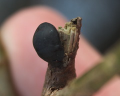 Calacta lugubris