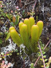 Phlegmariurus hystrix