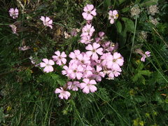 Silene ajanensis