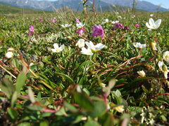 Claytonia acutifolia