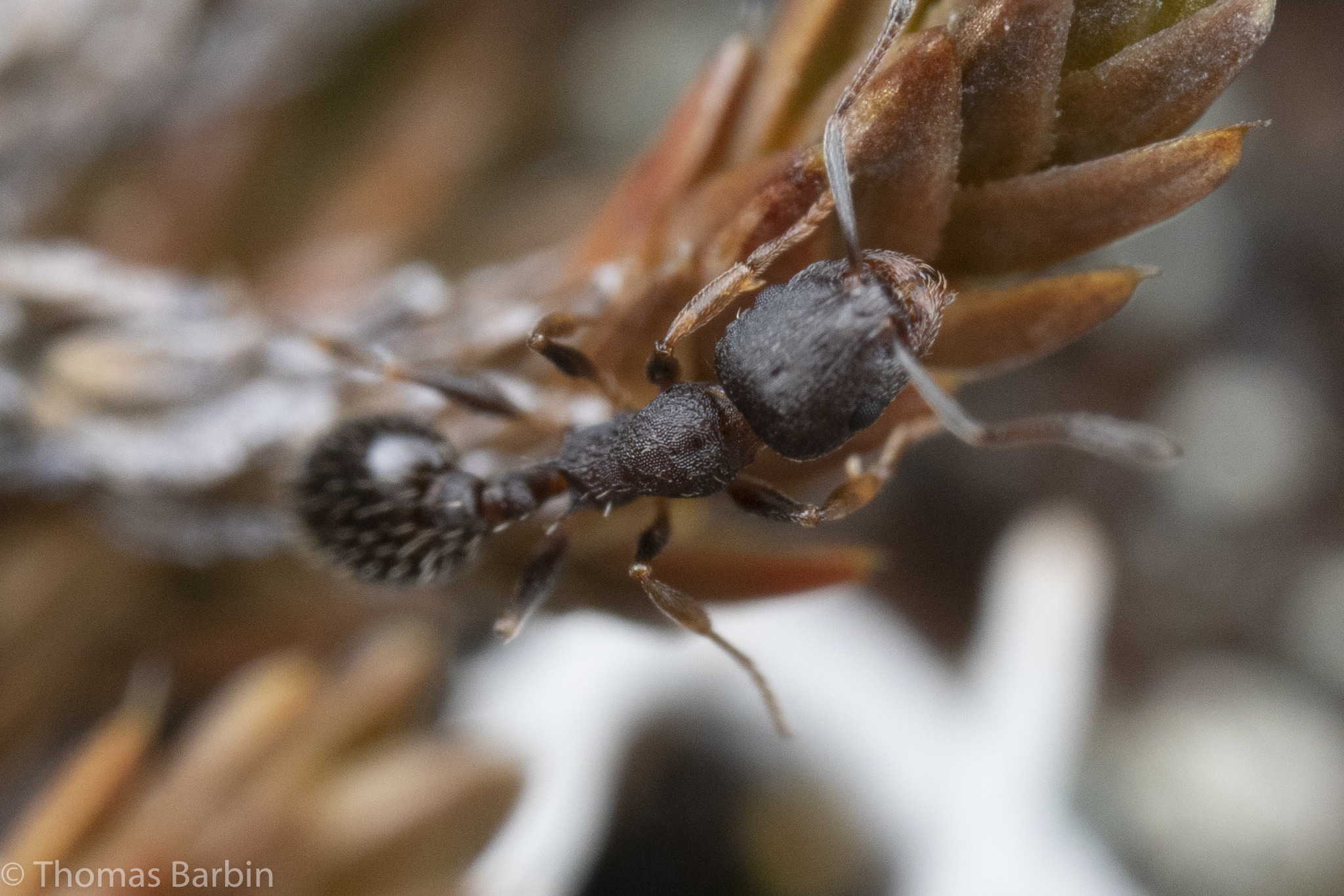 Leptothorax