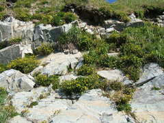 Potentilla rupifraga