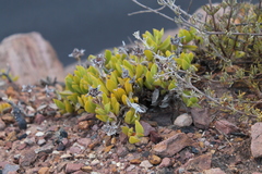 Ruschia promontorii