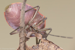 Chlorochroa