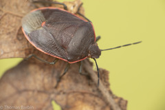 Chlorochroa