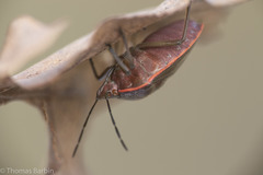 Chlorochroa