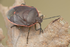 Chlorochroa