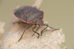 Chlorochroa