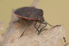 Chlorochroa