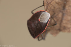 Chlorochroa