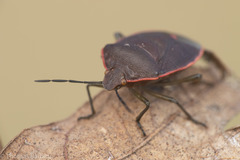 Chlorochroa