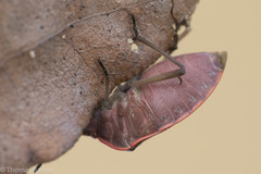 Chlorochroa
