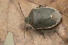 Chlorochroa