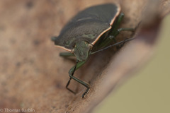Chlorochroa