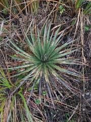 Puya clava-herculis