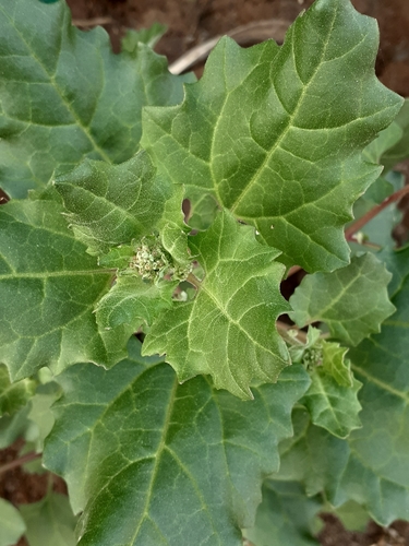 Image of Chenopodium macrospermum by no rights reserved