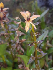 Epidendrum oxycalyx