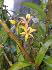 Epidendrum oxycalyx