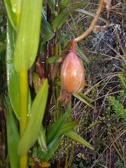 Epidendrum oxycalyx