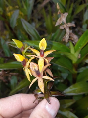 Epidendrum oxycalyx