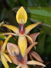 Epidendrum oxycalyx