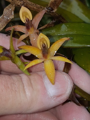 Epidendrum oxycalyx