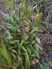 Epidendrum oxycalyx
