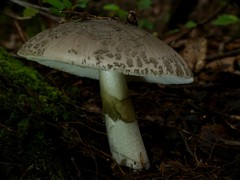 Amanita karea