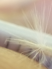 Rytidosperma gracile