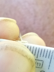 Rytidosperma gracile