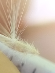 Rytidosperma gracile