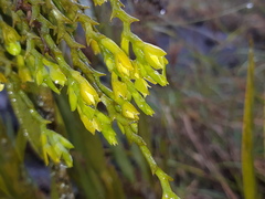 Epidendrum frutex