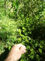 Rytidosperma gracile