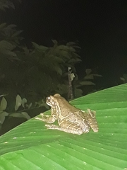 Trachycephalus quadrangulum