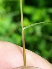 Rytidosperma gracile