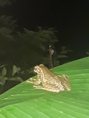 Trachycephalus quadrangulum