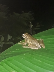 Trachycephalus quadrangulum