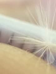 Rytidosperma gracile