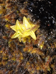 Pinguicula calyptrata